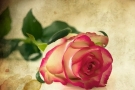 Růže - ilustrační foto